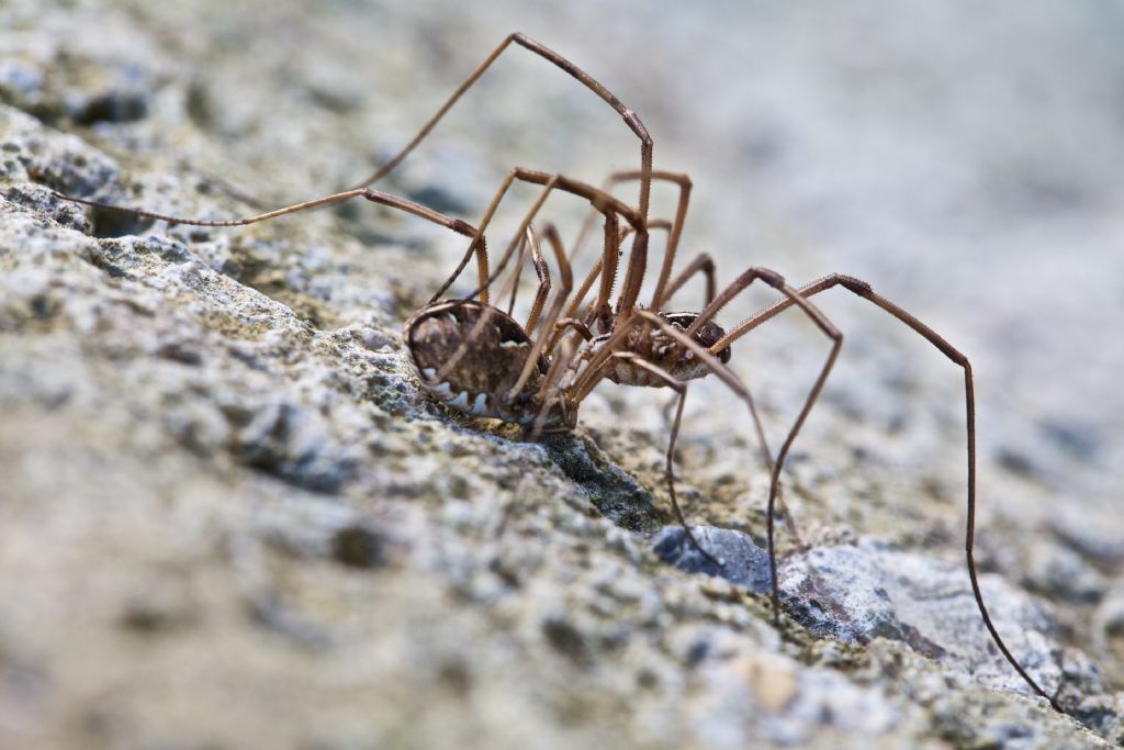 Metaphalangium sp. (Phalangiidae)